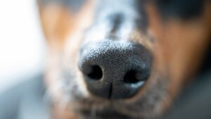 It's crude, but effective: a saline nasal flush for dogs can clean out the nasal passages, possibly debulking tumors, and even yield tumor samples for biopsy.