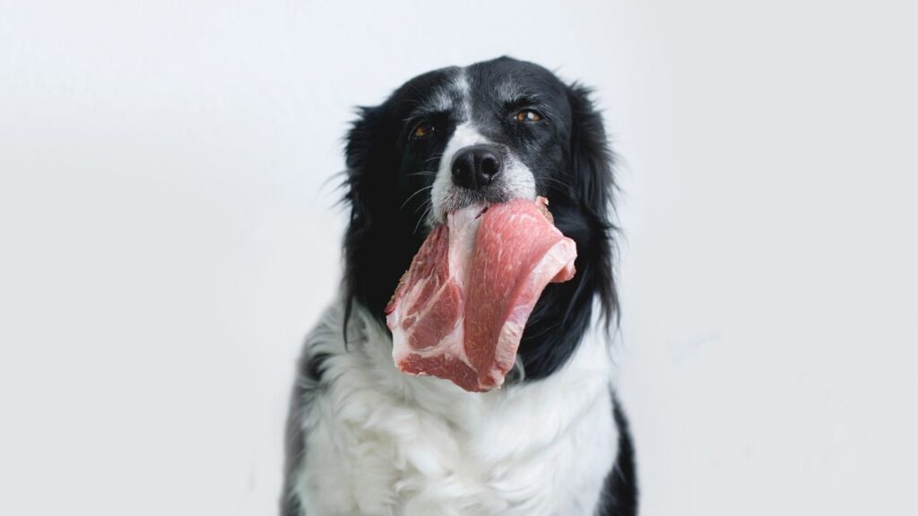 Is there a raw food diet for dogs with cancer?