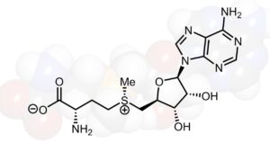 SAM-e for dogs is a good idea if there is a possibility of liver damage.