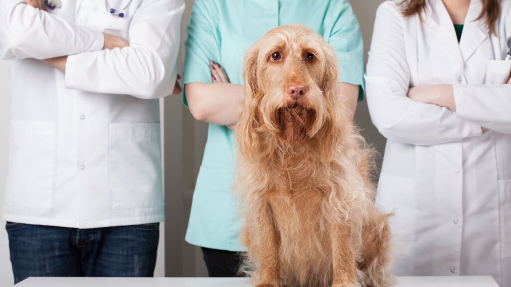 Getting a second opinion for dog cancer is never a bad idea.