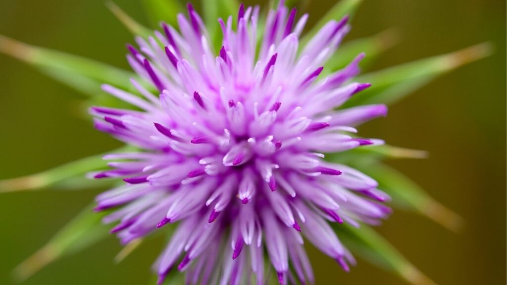 Milk thistle for dogs with cancer is often recommended