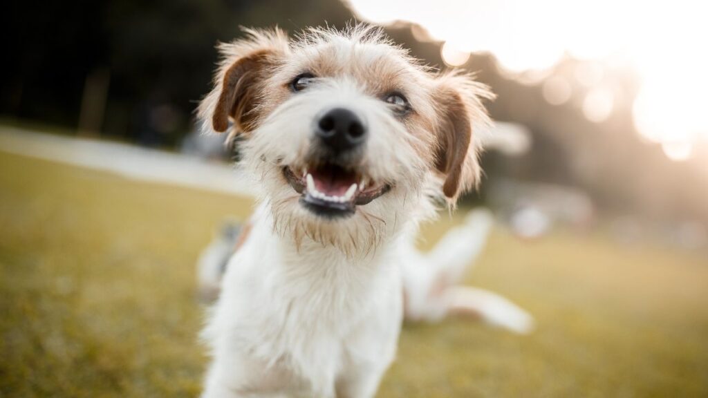 There are so many fun things to do with dogs outside, even if they have cancer!