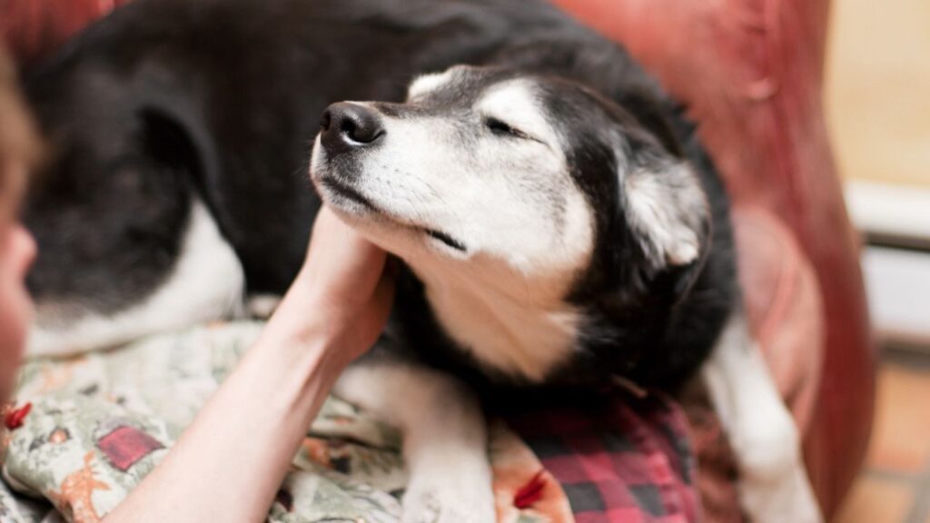 Tellington Touch is a gentle, non-invasive touch therapy developed for horses that dogs also love.