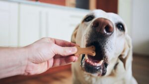 Giving your pup with dog cancer treats might seem like a bad idea -- but there are many healthy treats your dog will enjoy!