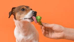 Are treats and dog cancer compatible? Absolutely!