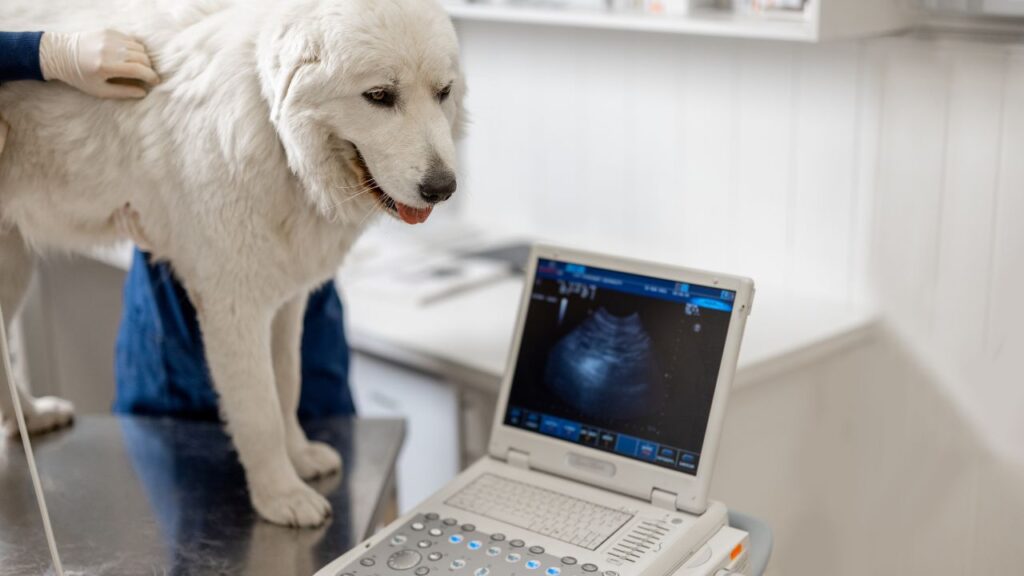 dog ultrasound is a really common, non-invasive imaging test.