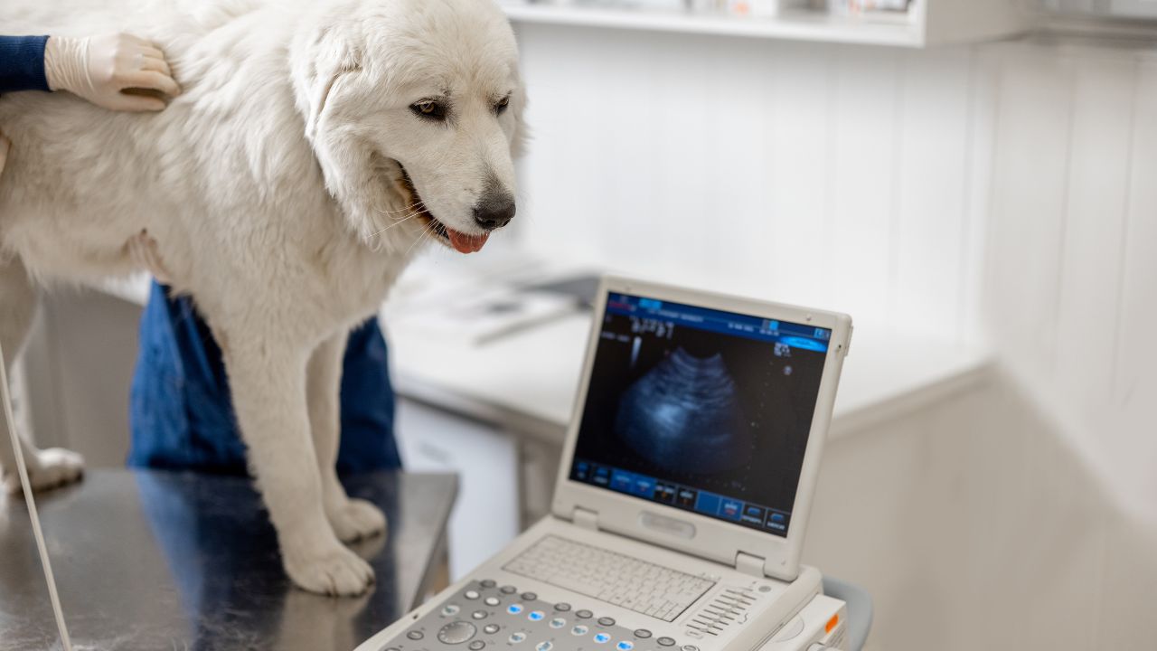 Ultrasound Examination In Dogs