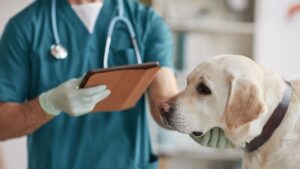There are many reasons dog cancer isn't caught early