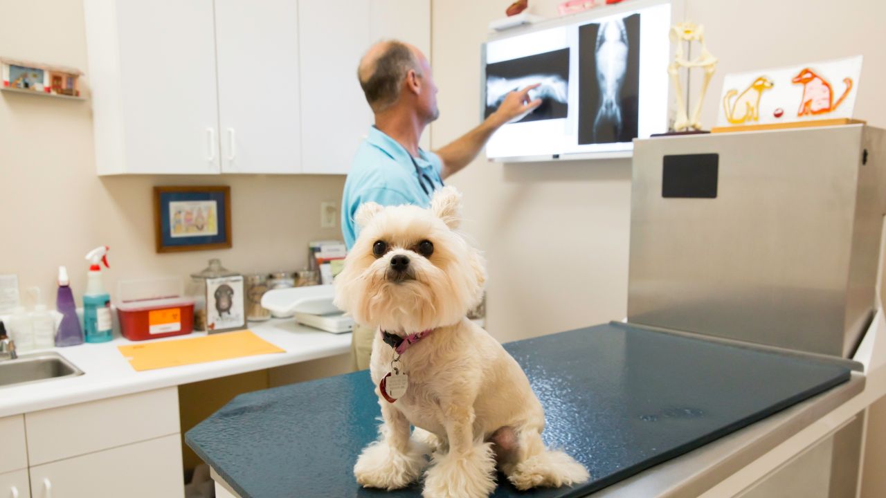 Radiographs (XRays) for Dogs