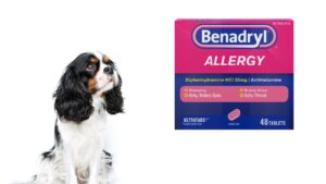Veterinarians may recommend benadryl for dogs with certain types of cancer that produce excess histamine.