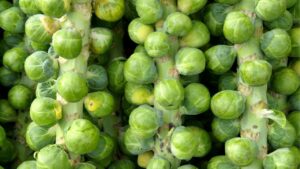 Brussels Sprouts are delicious and packed with nutrition and cancer support.