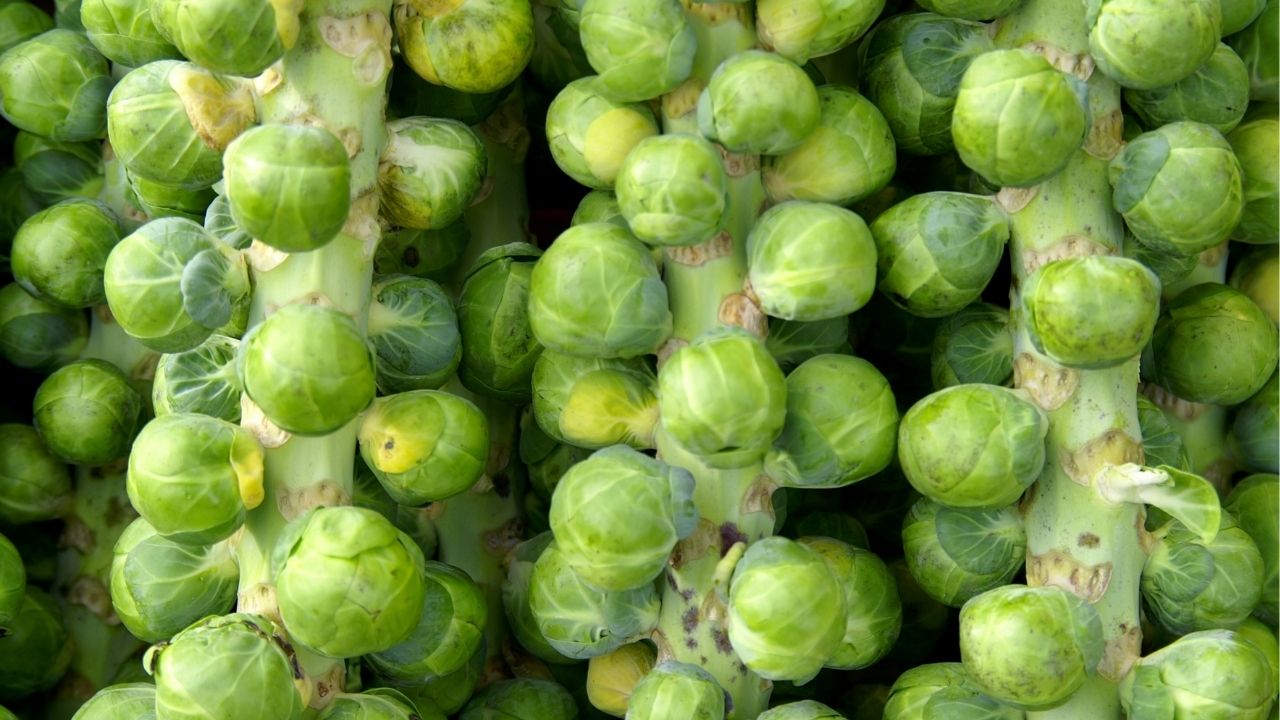 Brussels Sprouts