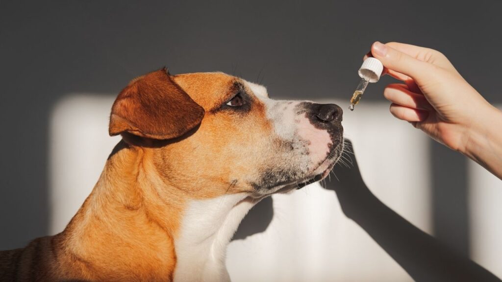 More often veterinarians are comfortable using CBD for dogs with cancer if they are in pain or have anxiety.