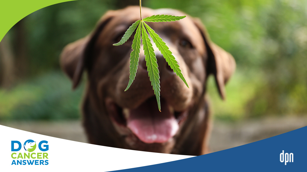 View of Cannabis vs CBD and Related Terms | Kate Basedow LVT - DogCancer.com