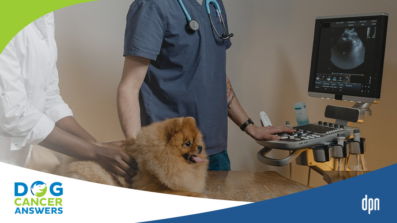 How Does Ultrasound for Dogs Work? Dr. Adrienne Anderson