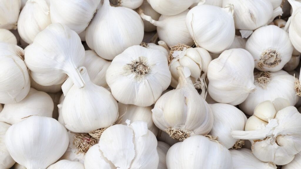 Garlic for dogs is safe in small amounts, and has many benefits.
