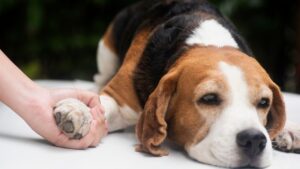 Every dog's death is unique to that dog's health and circumstances. However, there are some signs your dog is dying to be mindful of.