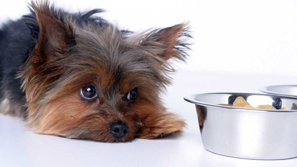 A dog not eating is cause for concern, but it may not be an emergency.