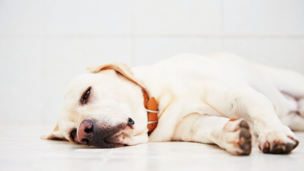 pain management for dogs must be tailored to your dog's situation.