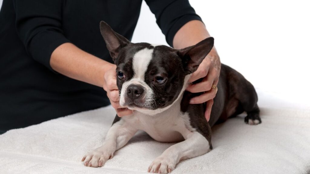 You can use Reiki for dogs with or without cancer. It's safe, relaxing, and a great way to bond.