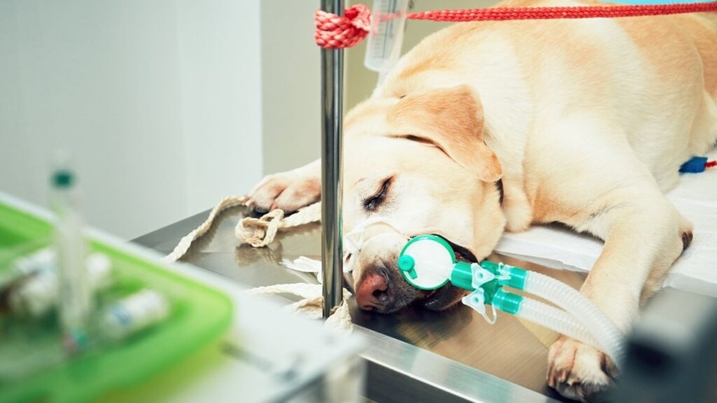 veterinarians may recommend stereotactic radiation for dogs who have inoperable tumors.