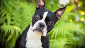 Boston Terriers are at elevated risk for mast cell tumors.
