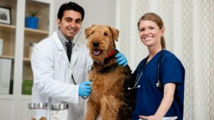 Holistic veterinarians and cancer specialists work together more than you might assume. Integrative medicine is where veterinary professionals are headed.