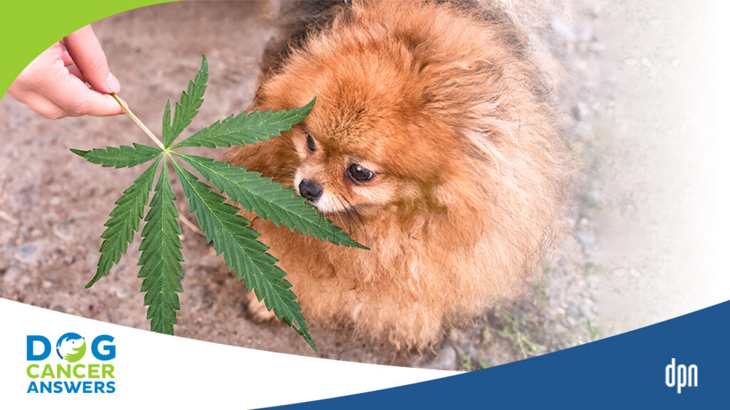 CBD and Cannabis for Dogs Then Now and Looking Forward Part 1