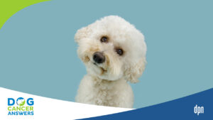 Where Do I Start with Supplements for Dog Cancer