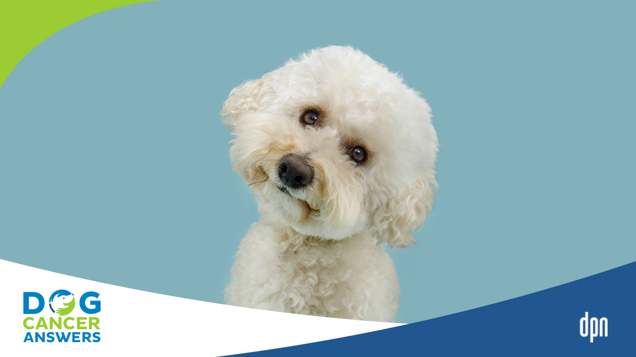 Where Do I Start with Supplements for Dog Cancer? Dr. Jessica Tartof