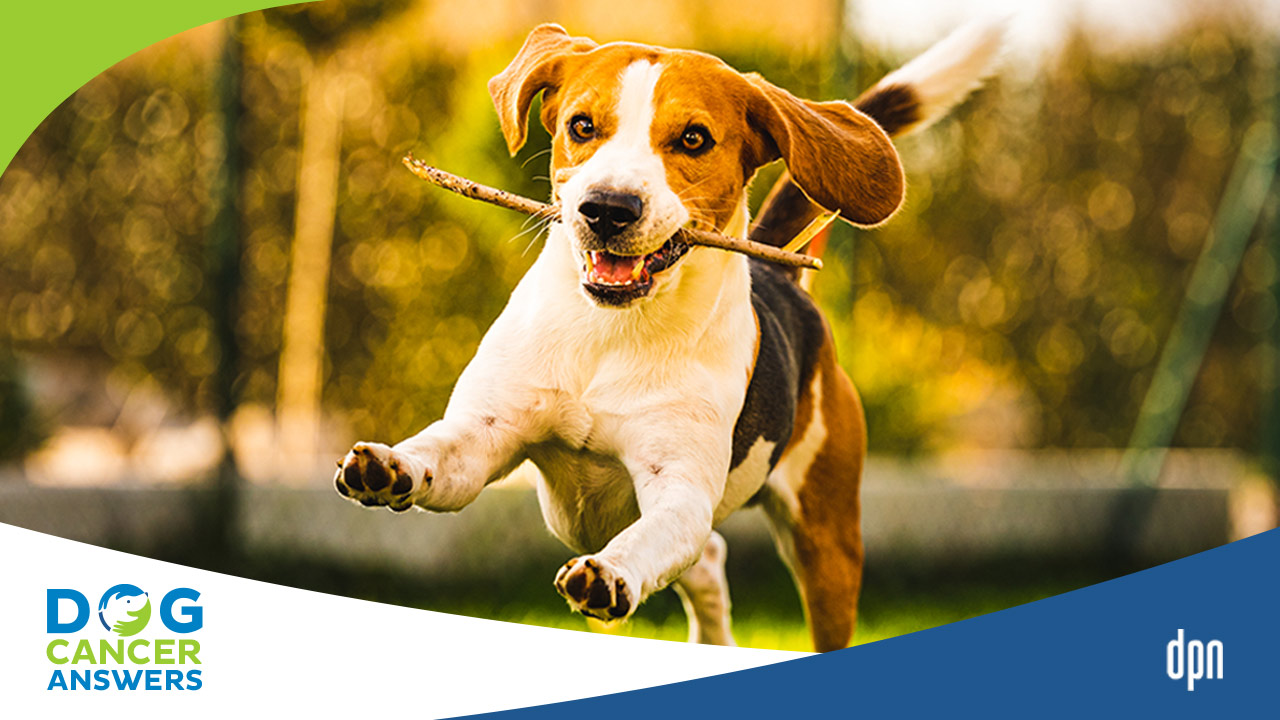 Can Regular Vets Do Chemo for Dogs? Yes! Dr. Kristen Lester