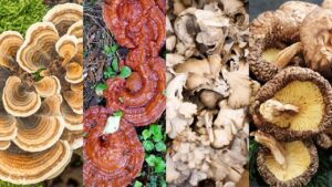 Medicinal Mushrooms for Dogs