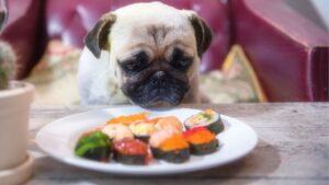 How much should I feed my dog?