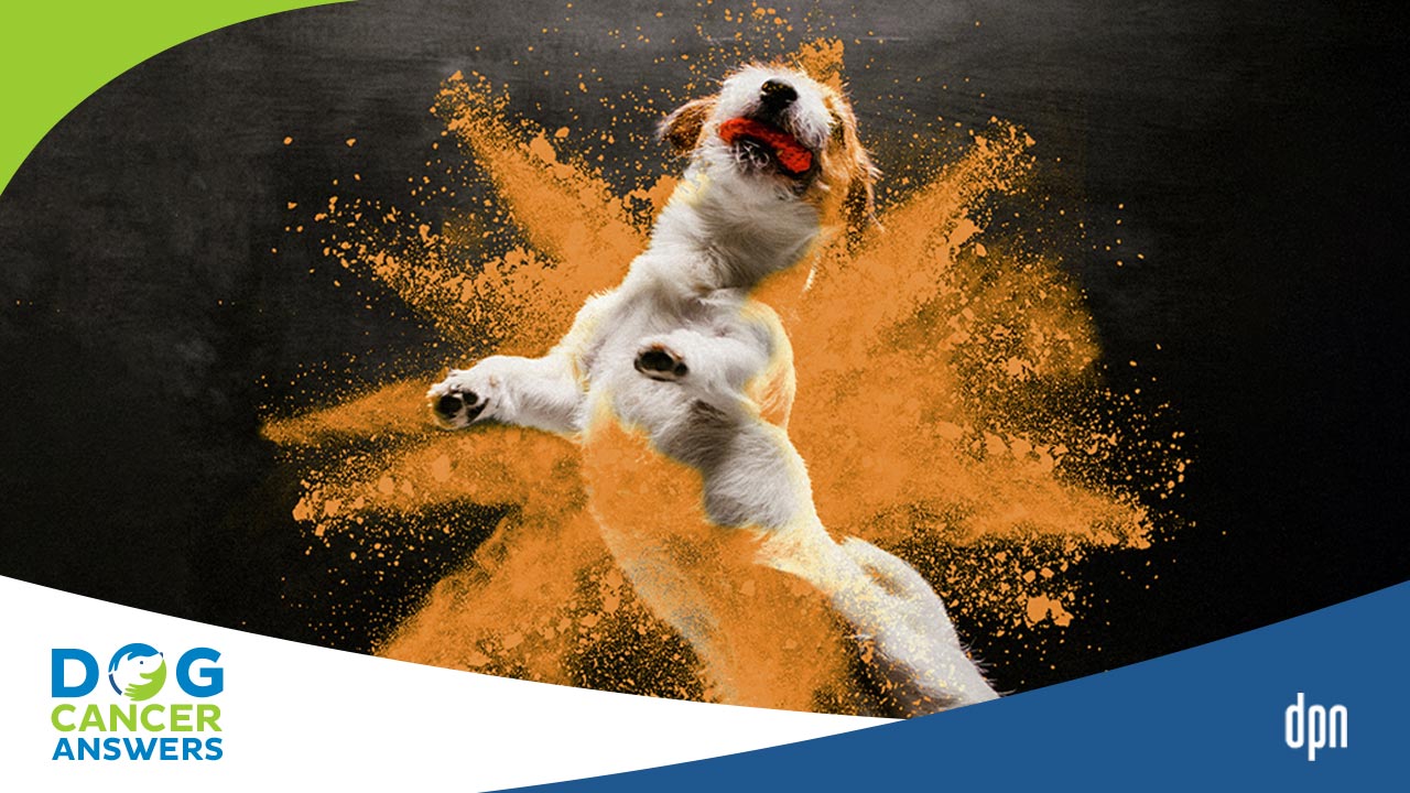 Curcumin for Cancer in Dogs Dr. Jessica Tartof