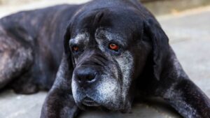 Nerve sheath tumors in dogs tend to occur in older dogs. Early detection and treatment leads to better outcomes.