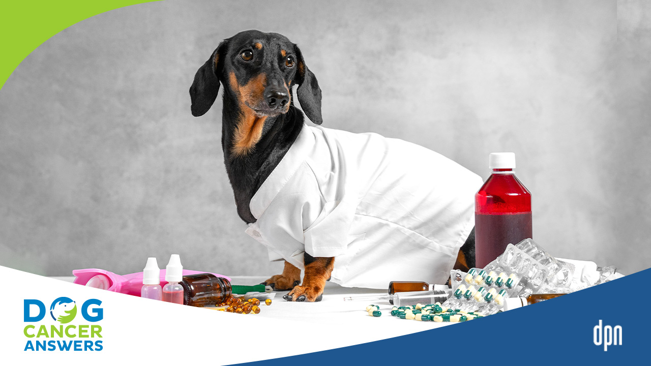Apoquel for Dogs and Cancer