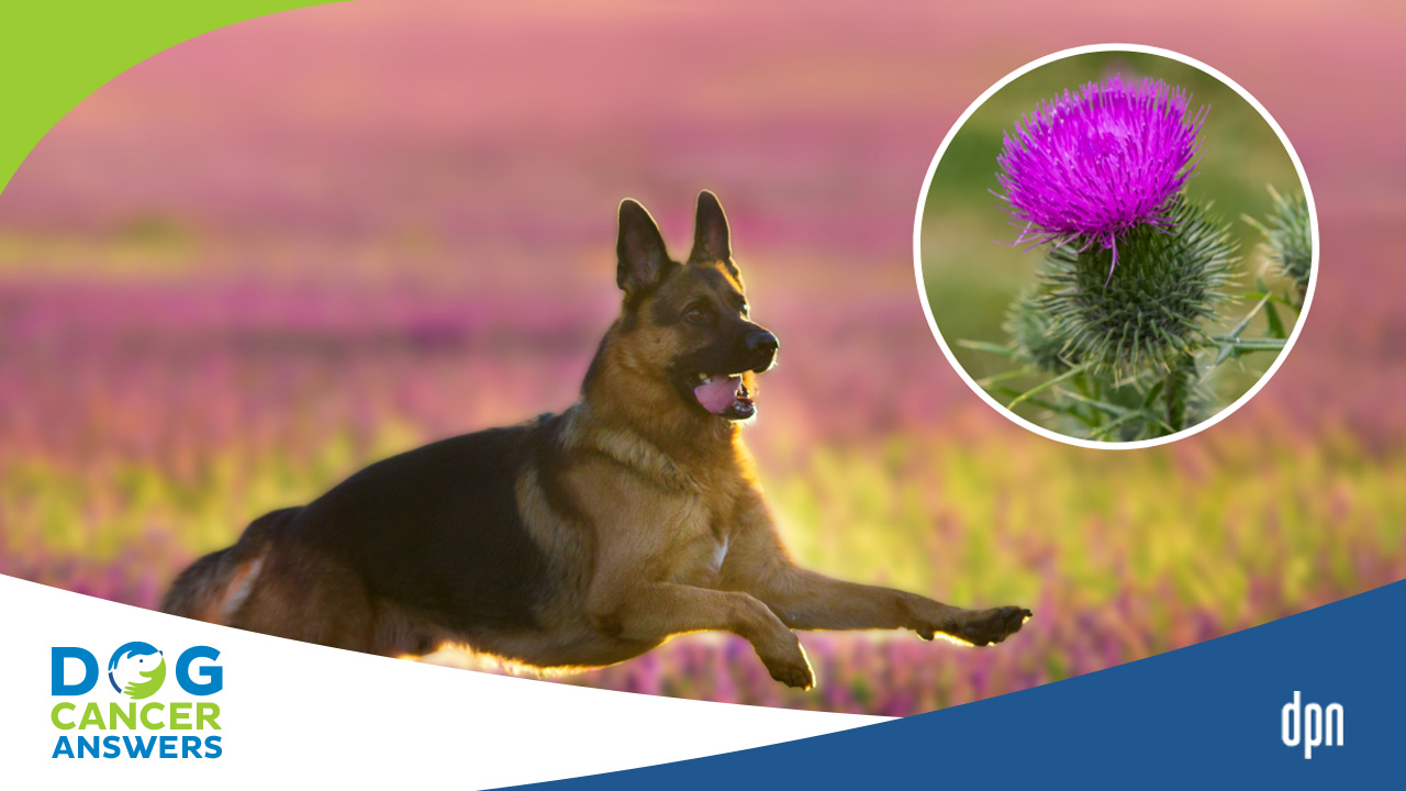 Milk Thistle for Dogs Silymarin