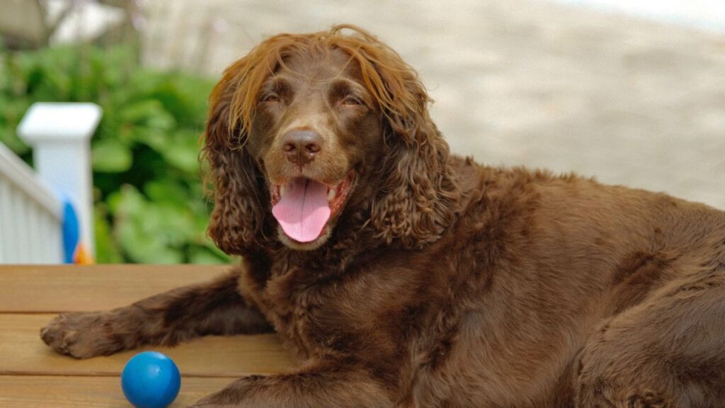 Tucker, Sheila Cooperman's beautiful dog.