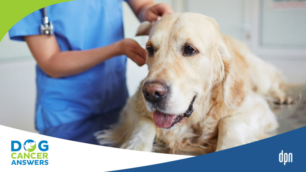 Radiation for a Dog with TCC with Dr. Megan Duffy
