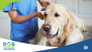 Radiation for a Dog with TCC with Dr. Megan Duffy