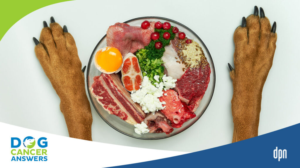 Homemade dog food for dogs with cancer online