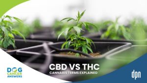 What Is CBD vs. THC vs. Cannabis vs. Marijuana Terms Explained with Kate Basedow