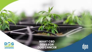 Healing Herb or Overly Hyped -- Can CBD Cure Dog Cancer with Dr. Narda Robinson