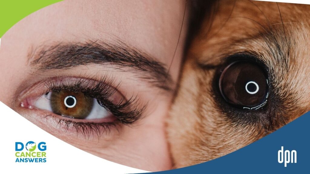 Insider Look at Rabacfosadine (Tanovea) from Shelved Human Drug to Dog Lymphoma Treatment with Dr. Doug Thamm