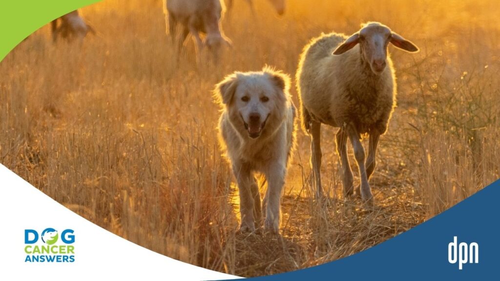 A Daily Pill for Dog Lymphoma The Promise of Monepantel Explained with Kim Agnew, BVSc