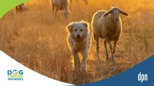 A Daily Pill for Dog Lymphoma The Promise of Monepantel Explained with Kim Agnew, BVSc