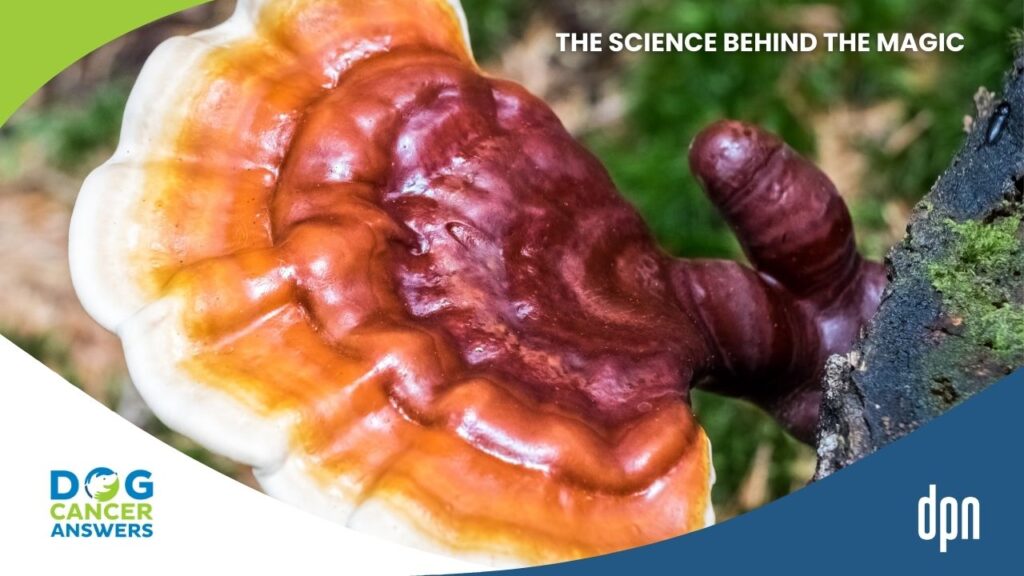 The Science Behind the Magic Medicinal Mushrooms for Dogs with Dr. Robert Silver