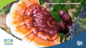 The Science Behind the Magic Medicinal Mushrooms for Dogs with Dr. Robert Silver