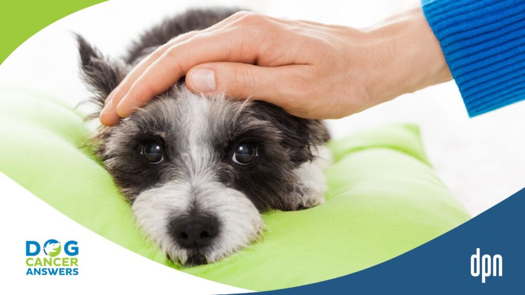 Dog Pain Relief at Home: Game-Changing Devices with Dr. Erica Ancier