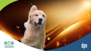 Dog Cancer Success Story: Indy’s Golden Legacy and Inspiring Impact with Dr. Mike Lappin and Kimberly Peri
